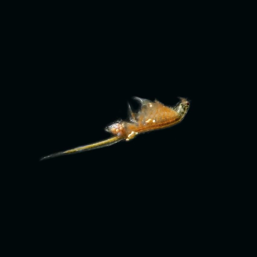 Salzwasser-Feenkrebse Set – 3 Arten, Je Ca. 1 Million Eier, Mit Anleitung, Für Aquarium & Fischfutter