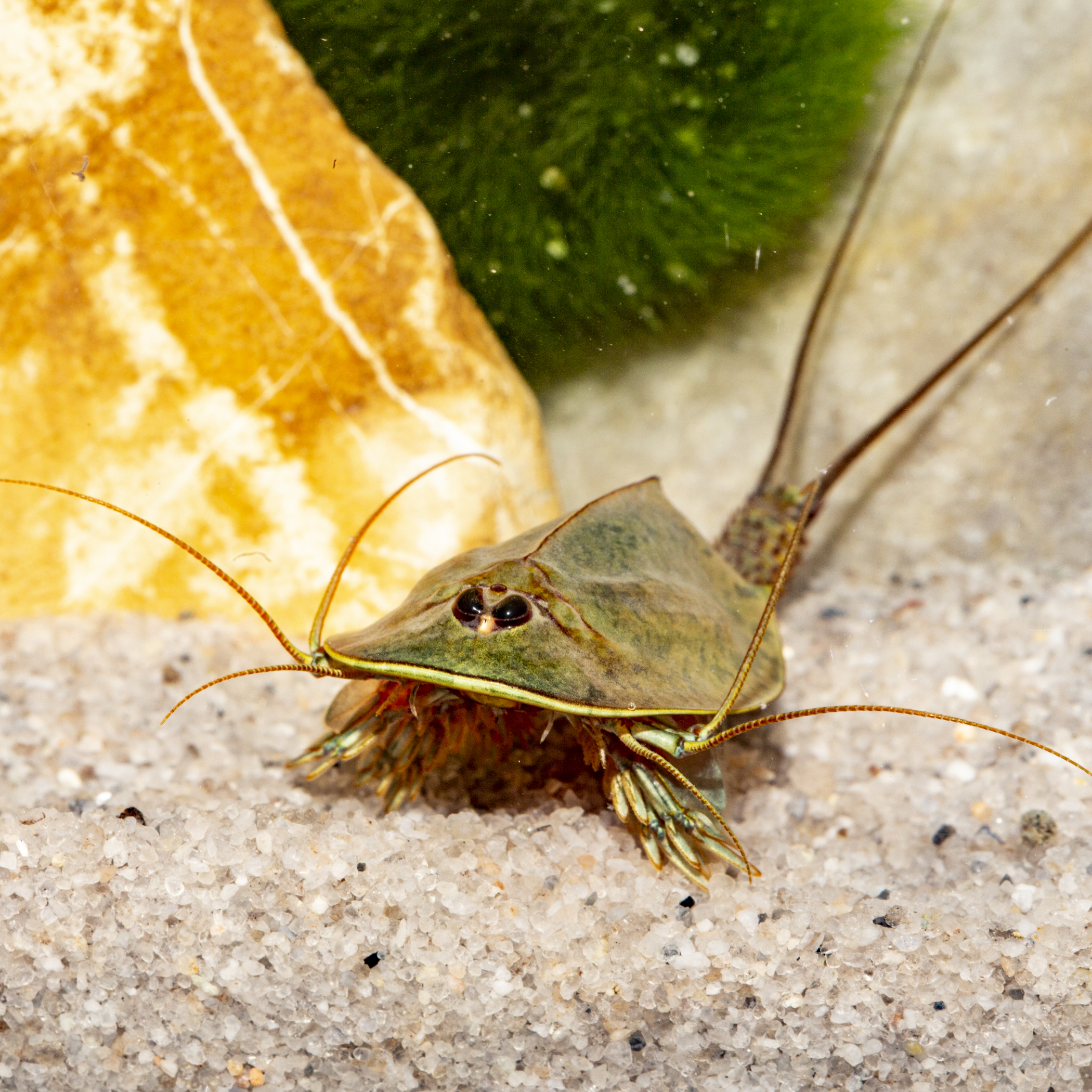 AQ4Aquaristik Triops Komplett-Set - Urzeitkrebse Zucht Mit 6l Becken & Zubehör