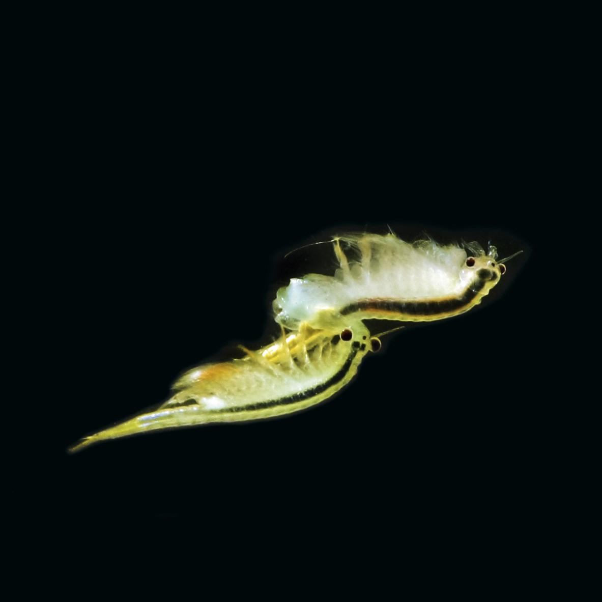 Artemia Zucht Set Klein - über 1.000.000 Eier, Mit Futter & Anleitung, Für Aquarium & Aufzucht