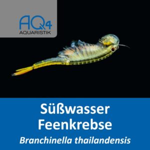 Branchinella thailandensis e1565625019697