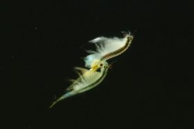 Artemia franciscana Paar