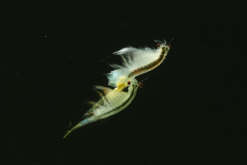 Artemia franciscana Paar