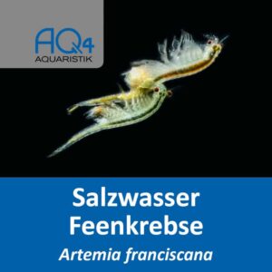 Artemia franciscana