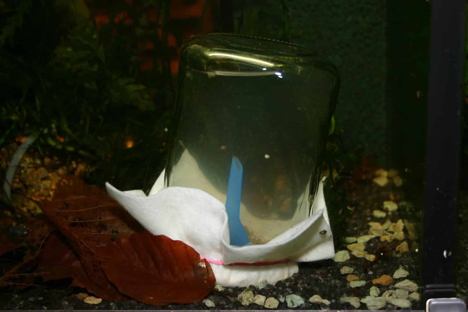 Hyalella Glas mit Trichter