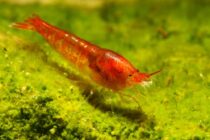 10 x Rote Hawaii-Garnele – Halocaridina rubra