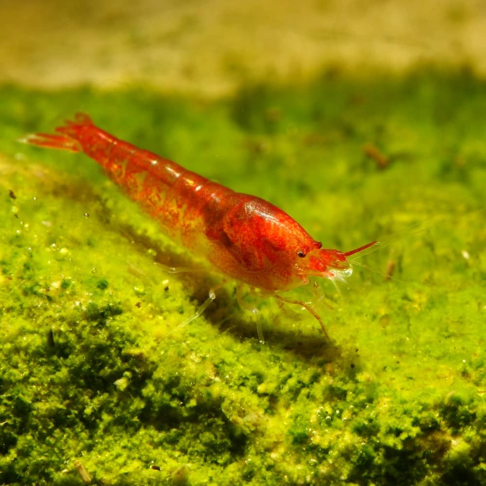 10 x Rote Hawaii-Garnele – Halocaridina rubra