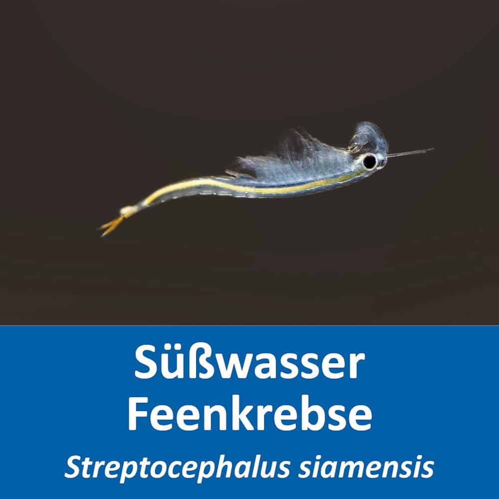 Streptocephalus siamensis