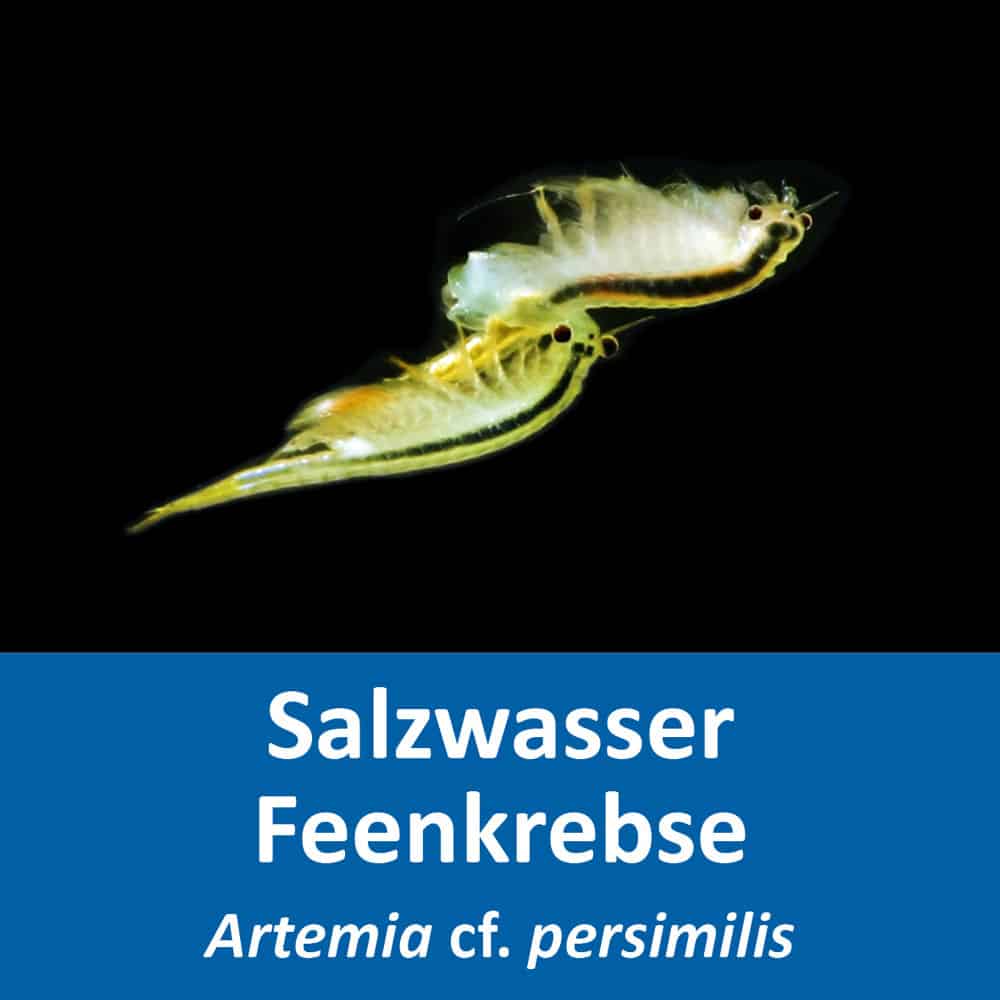 Artemia cf. persimilis