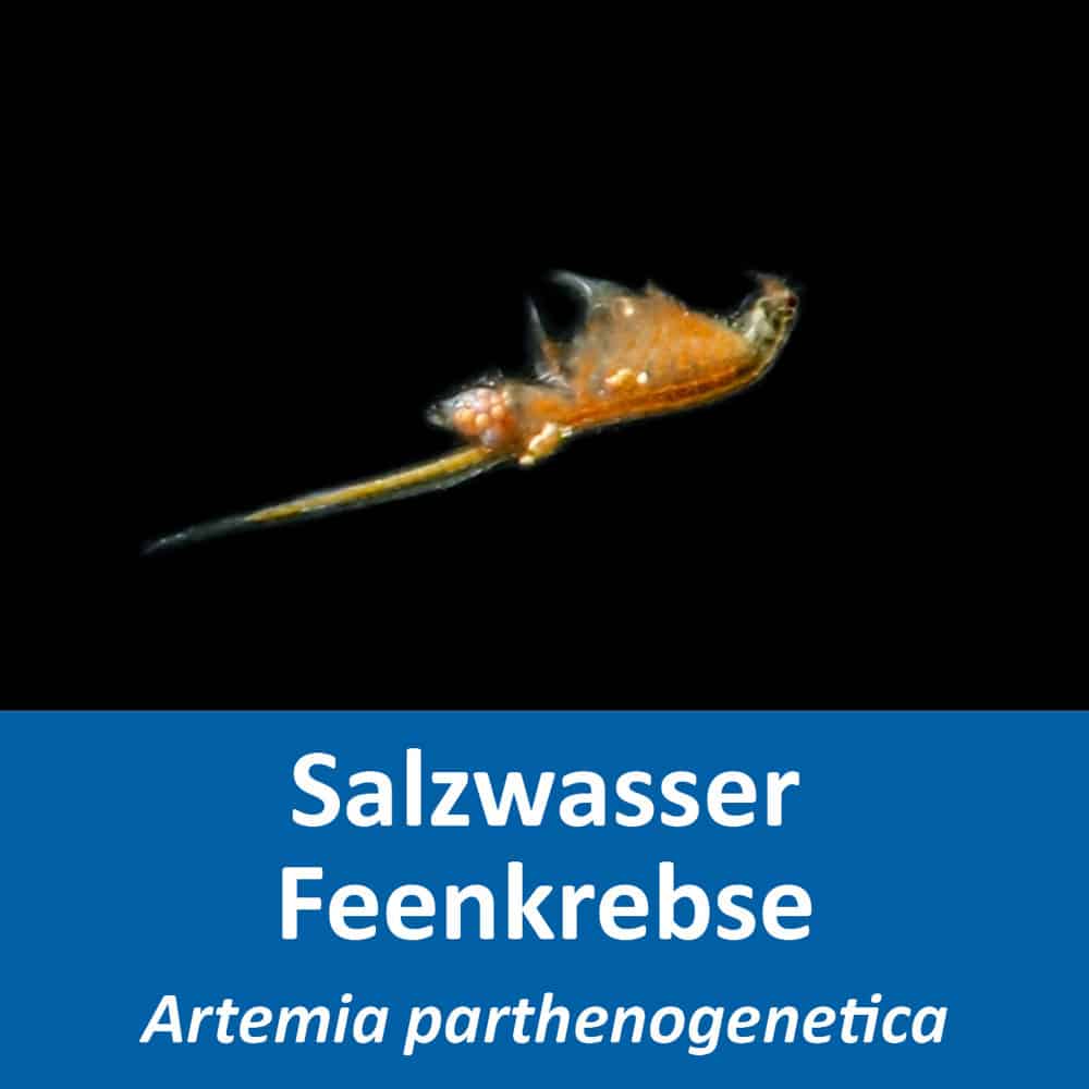 Artemia parthenogenetica