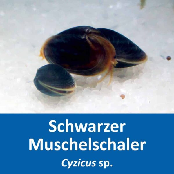 schwarzer Muschelschaler Cyzicus sp.