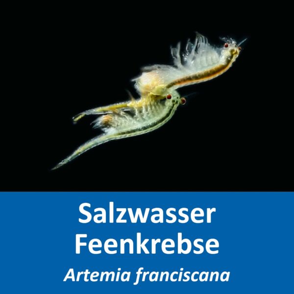 Artemia franciscana Salzwasser Feenkrebse, faszinierende Artemia