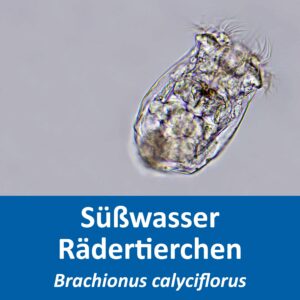 Brachionus calyciflorus