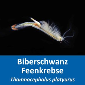 Biberschwanz Feenkrebse (Thamnocephalus platyurus)