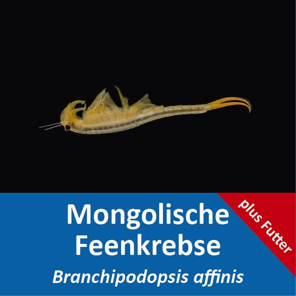 Mongolische Feenkrebse Branchipodopsis affinis Set