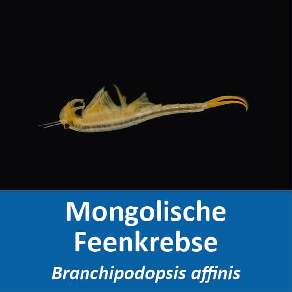 Mongolische Feenkrebse Branchipodopsis affinis