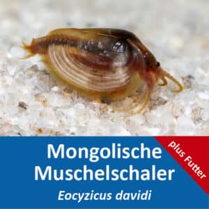 Mongolische Muschelschaler Eocyzicus davidi Set