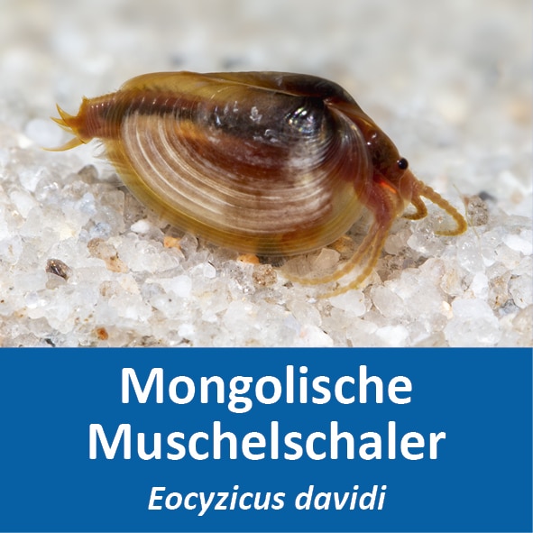 Mongolische Muschelschaler Eocyzicus davidi