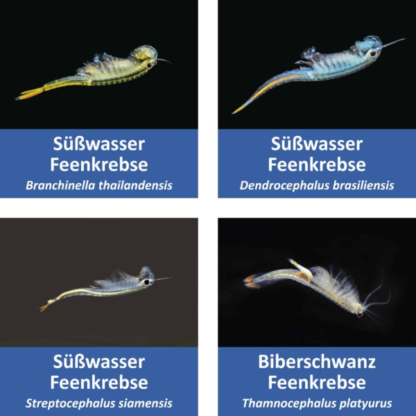 Süßwasser Feenkrebse: Branchinella thailandensis, Dendocephalus brasiliensis, Streptocephalus siamensis, Thamnocephalus platyurus