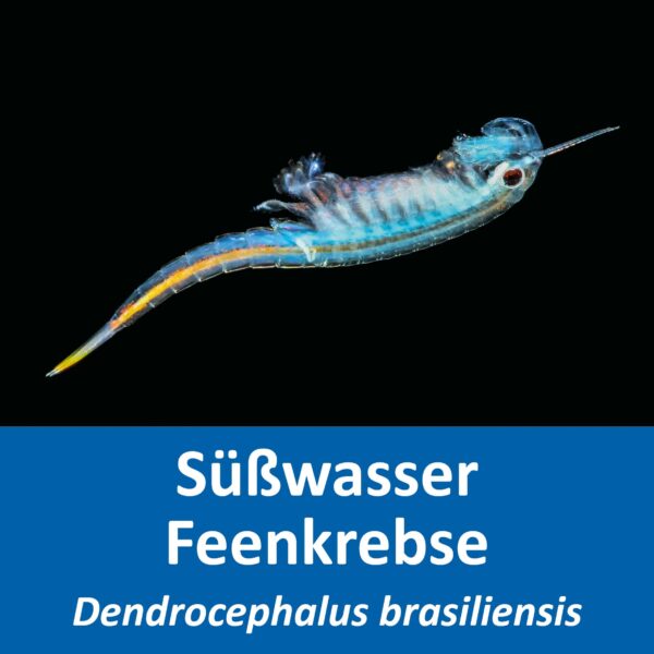 Dendrocephalus brasiliensis