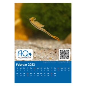 Tischkalender 2022 Mongolische Urzeitkrebse Februar