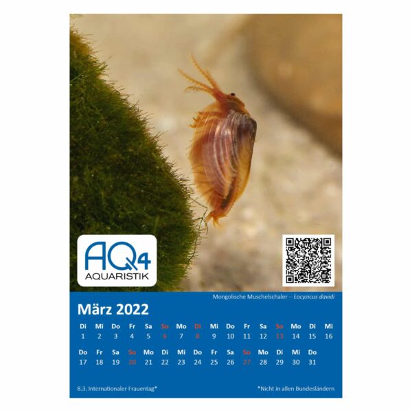 Tischkalender 2022 Mongolische Urzeitkrebse März