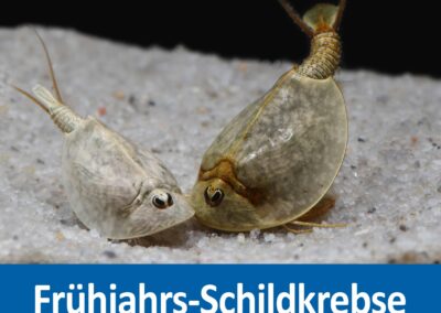 Frühjahrs-Schildkrebs Lepidurus apus lubbocki