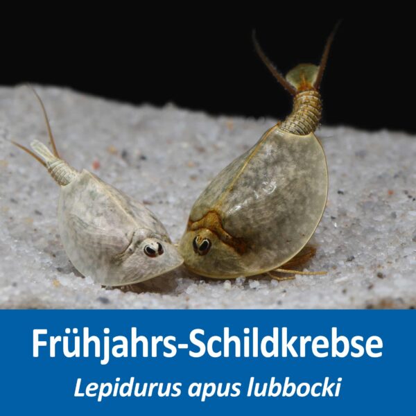 Frühjahrs-Schildkrebs Lepidurus apus lubbocki