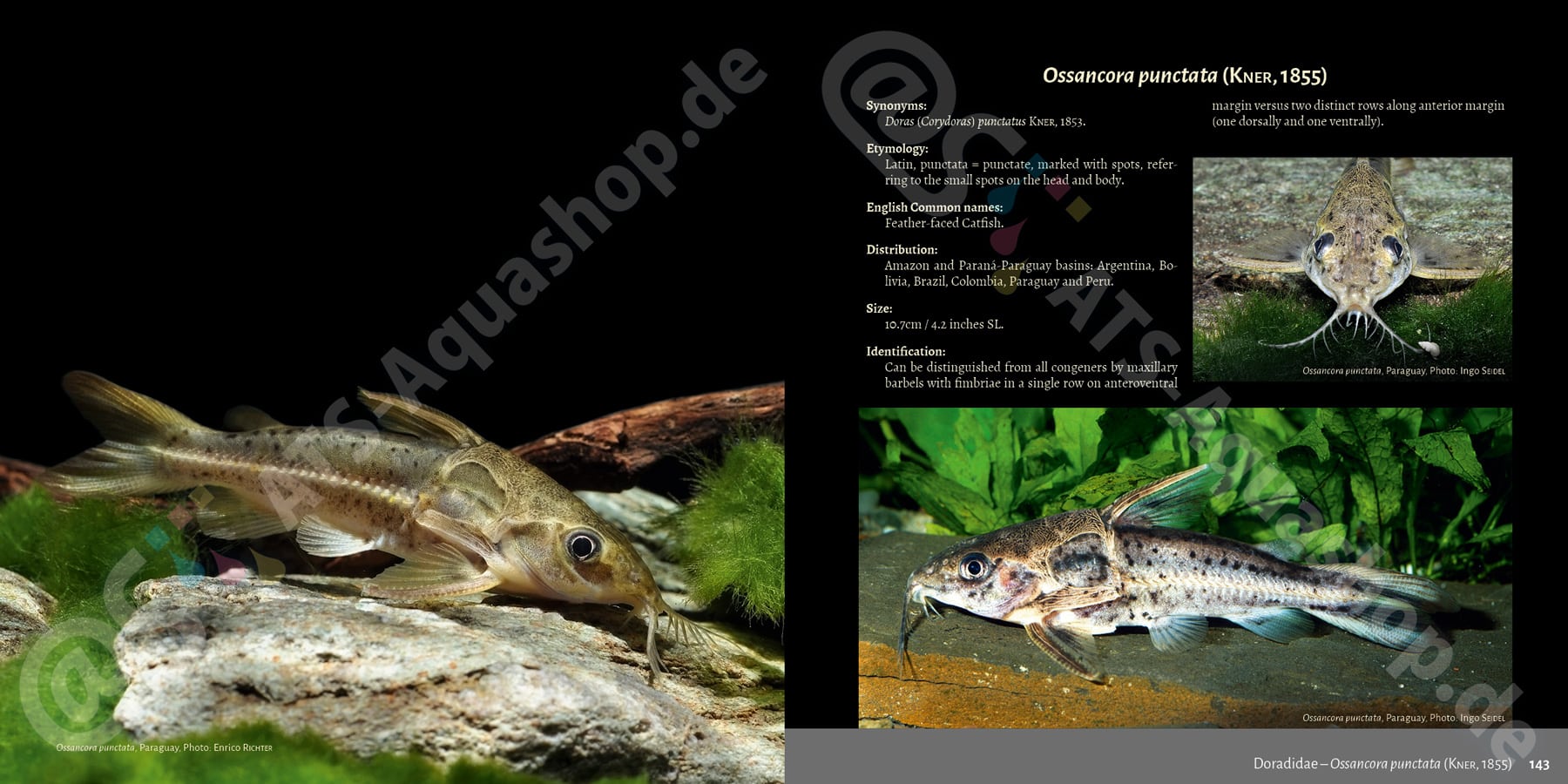 Banjos, Dorads and Woodcats Aspredinidae, Doradidae and Auchenipteridae Catfishes Steven Grant