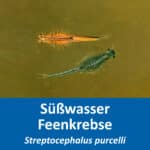 Südafrikanische Feenkrebse – Streptocephalus purcelli-Eier- Rarität – Neuheit