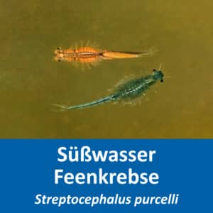 Streptocephalus purcelli