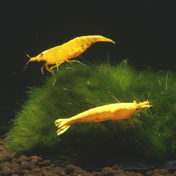 Yellow Golden Top Zwerggarnele Gelbe Rückenstrich Garnele Neocaridina davidi