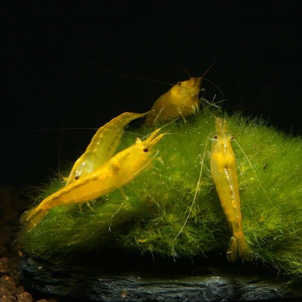 Yellow Zwerggarnele Gelbe Rückenstrich Garnele Neocaridina davidi
