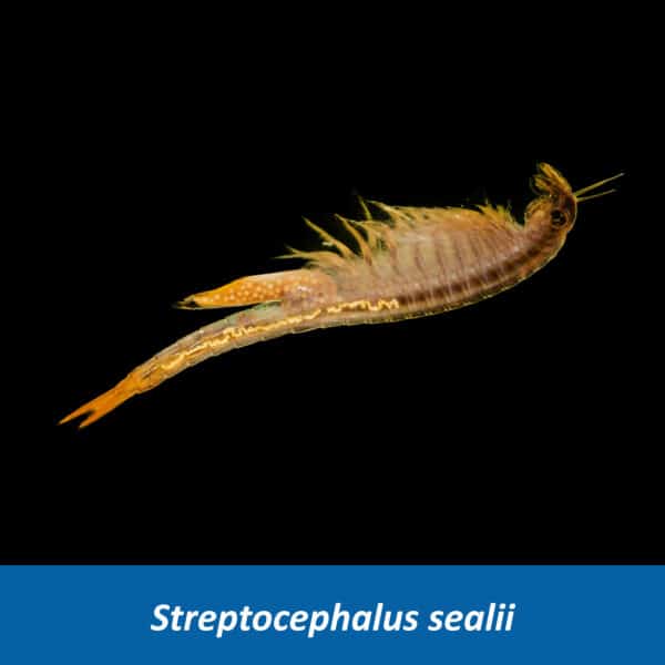 Stachelschwanz Feenkrebs Streptocephalus sealii