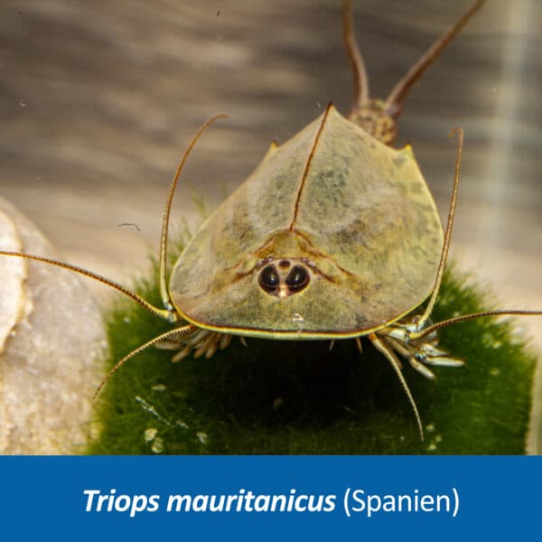 Triops mauritanicus (Spanien)